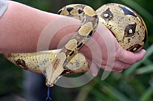 Australian Coastal Carpet Python