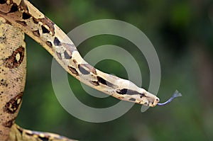 Australian Coastal Carpet Python