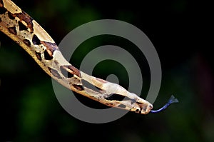 Australian Coastal Carpet Python face photo