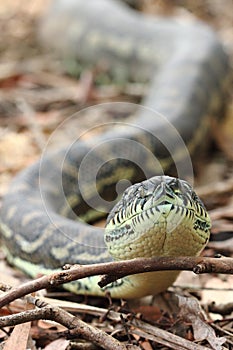 Australian Coastal Carpet Python (Morelia spilota mcdowelli)