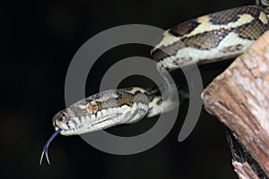 Australian Coastal Carpet Python (Morelia spilota mcdowelli)