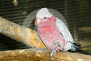 Australian cockatoo galah is sitting on a branch