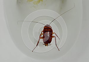 Australian cockroach drown and floating in toilet cesspool