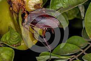 Australian Cockroach eating carambola fruit