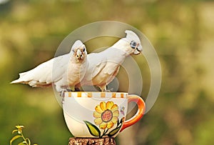 Australian colorful native birds White Corella Cockatoos