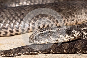 Australian Common Death Adder