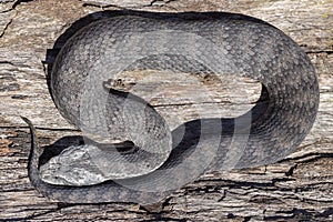 Australian Common Death