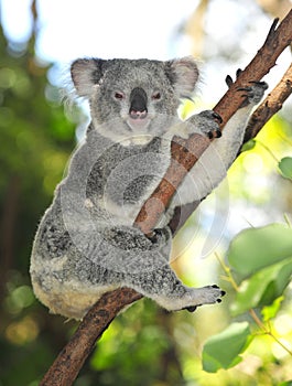 Australian common koala bear australia photo