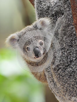 Australian common koala bear baby