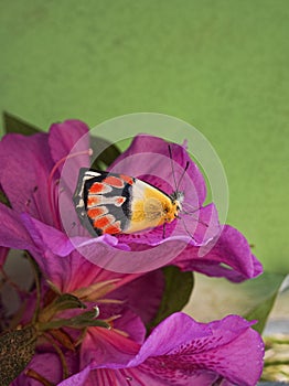 Australian common northern jezebel butterfly