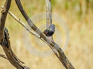 Beautiful Australian Common starling bird in the tree during breeding season