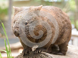 Australian common wombat stands on a log