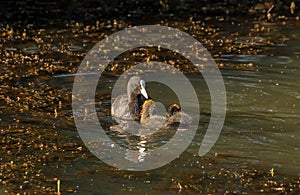 Australian coot (Fulica ata australis ) with young chicks