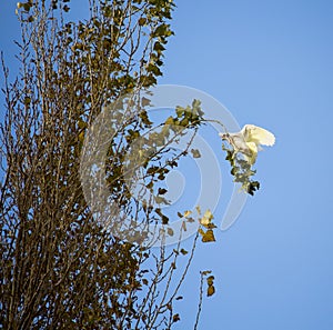 Australian Corella Flying to a poplar tree branch in late autumn.