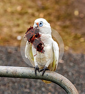 Australian corrella parrot