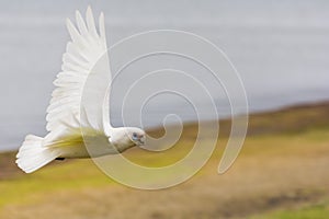 Australian corrella parrot