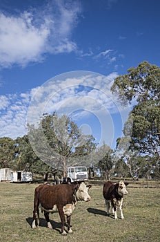 Australian countryside farm scene with cows