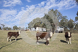 Australian countryside farm scene with cows