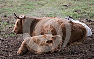 Australian cows