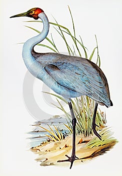 Australian Crane