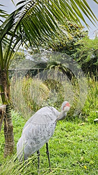 Australian crane, Brolga keep their feathers clean. Vertical.