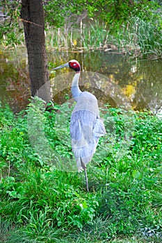Australian crane