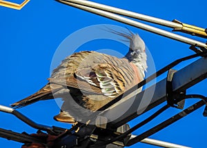 Crested pigeon on the antena photo