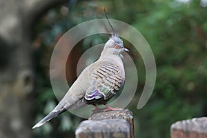 Australian Crested Pigeon Ocyphaps lophotes