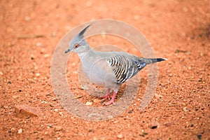 Australian crested pigeon, one animal