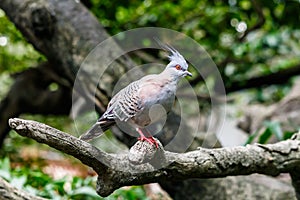 Australian Crested Pigeon on tree limb.