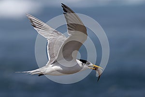 Australian Crested Tern carrying fish in beak