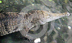 Australian crocodile 1