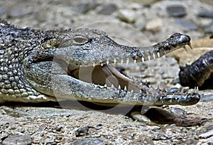 Australian crocodile 10