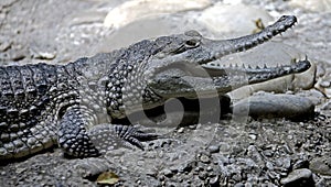 Australian crocodile 12