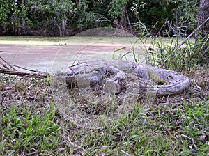 Australian Crocodile Garden Art on River bank