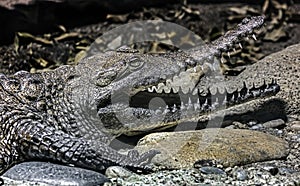 Australian crocodile`s head 6