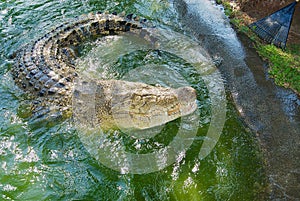 Australian crocodile in water in Queensland, Australia.