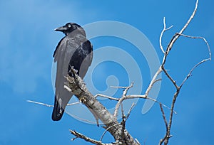 Australian Crow. Sometimes mistakenly refered to as a Raven, perched in a dead tree with a vivid blue sky backdrop. Fraser Island photo