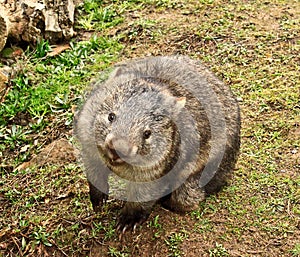 Australian cute and smiling wombat