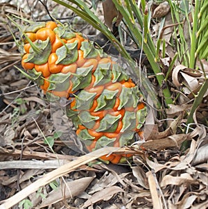 Australian cycad Macrozamia miquelii fruit cone photo