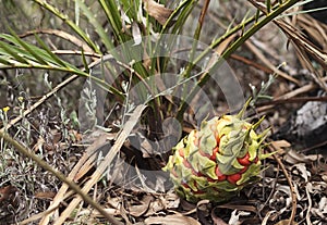 Australian cycad Macrozamia miquelii with fruit photo