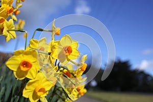 Australian daffodil flowers against cloudy blue sky