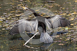 Australian Darter