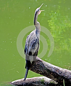 Australian Darter