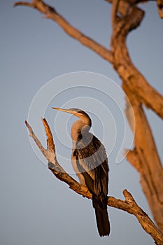 Australian Darter at dawn photo