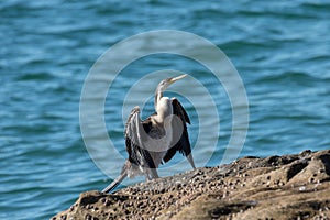 Australian Darter drying wings