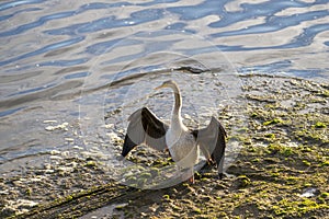 Australian Darter Snake Bird drying wings on a muddy shore near water.