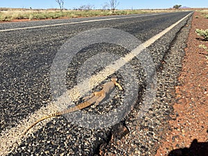 Australian desert near Uluru, road, dead dragon