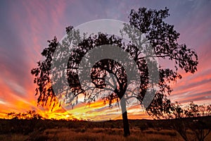 Australian Desert Oak