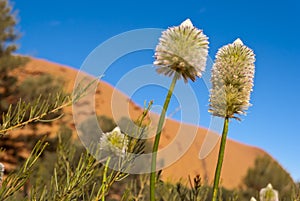 Australian desert outback flowers